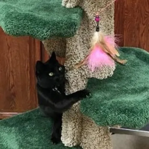 2 Cats Play on a Green Cat Tree